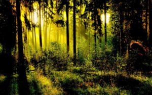 191665__lighted-forest_p